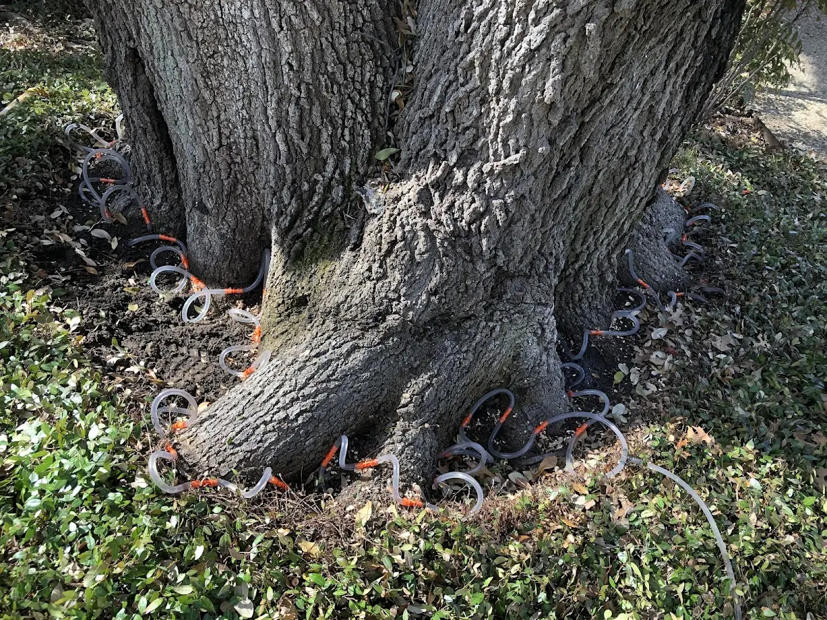 Detailed Tree Cabling and Bracing job site in Dry Prong
